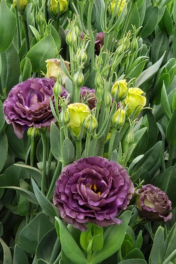 Lisianthus Black Pearl 